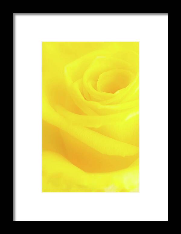 Yellow Framed Print featuring the photograph Yello Rose by Andy Myatt