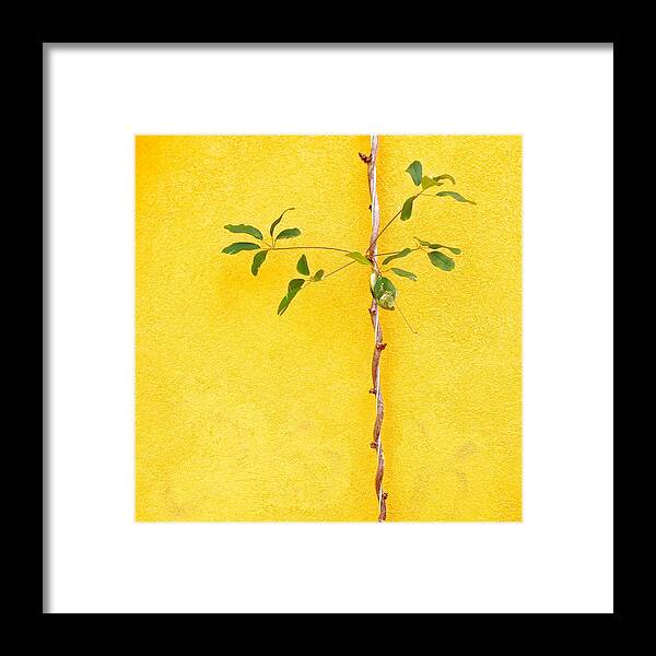  Framed Print featuring the photograph Yellow #2 by Julie Gebhardt