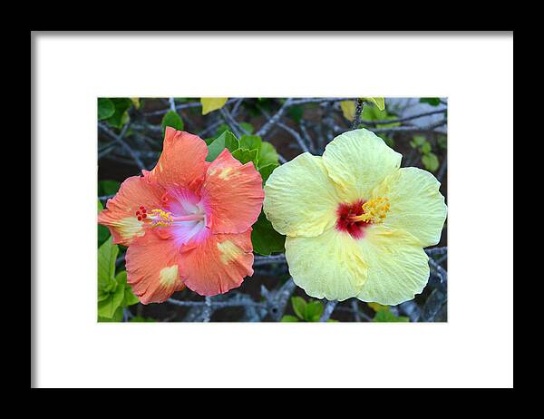 Flower Framed Print featuring the photograph Yellow and Orange Hibiscus Flowers by Amy Fose