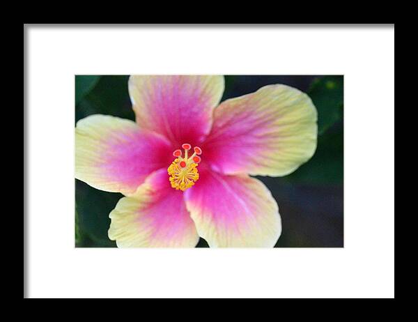 Flower Framed Print featuring the photograph Yellow and Pink Hibiscus 2 by Amy Fose