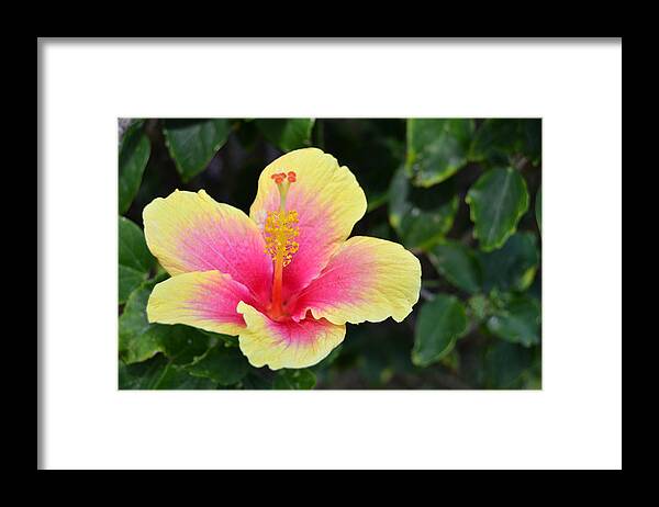 Flower Framed Print featuring the photograph Yellow and Pink Hibiscus 1 by Amy Fose