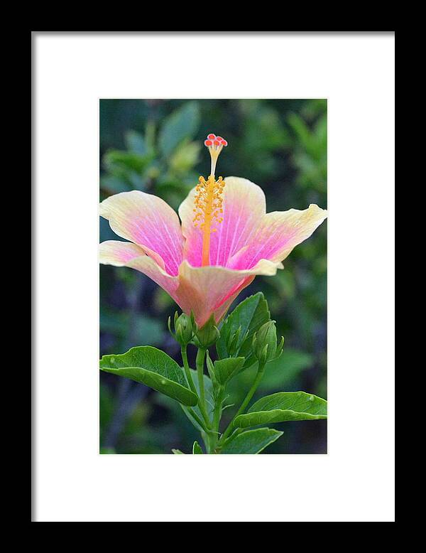 Flower Framed Print featuring the photograph Yellow and Pink Hibiscus Reach by Amy Fose