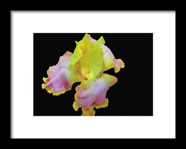 Iris Framed Print featuring the photograph Yellow and Pink Iris by Mike Stephens