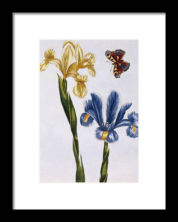 Iris Framed Print featuring the painting Yellow and Violet Irises by Pierre-Joseph Buchoz