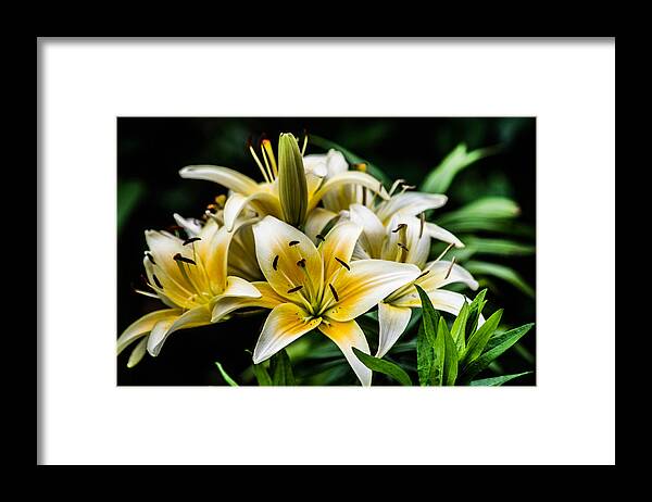 Flower Framed Print featuring the photograph Yellow and white lilys by Gerald Kloss