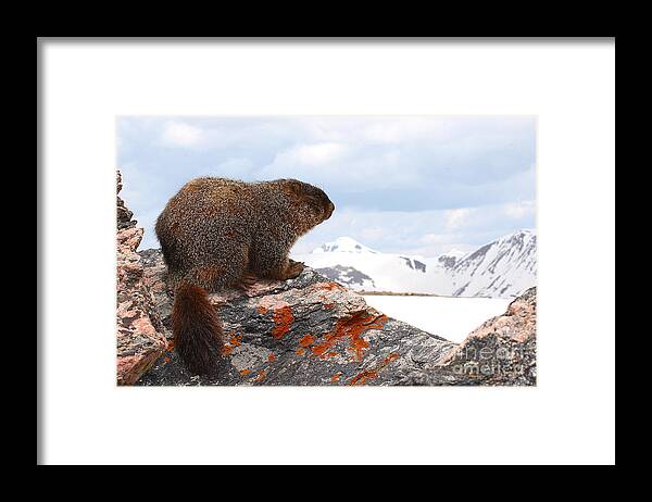 Marmot Framed Print featuring the photograph Yellow-bellied Marmot Enjoying The Mountain View by Max Allen