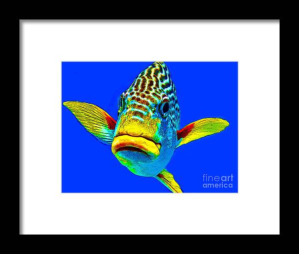 Keri West Framed Print featuring the photograph Yellow Belly by Keri West