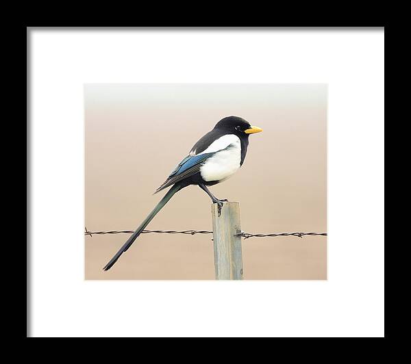 Bird Framed Print featuring the photograph Yellow-billed Magpie by Wingsdomain Art and Photography