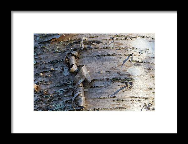 Andrew Pacheco Framed Print featuring the photograph Yellow Birch Details by Andrew Pacheco