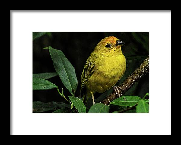 Bird Framed Print featuring the photograph Yellow bird by Pradeep Raja Prints