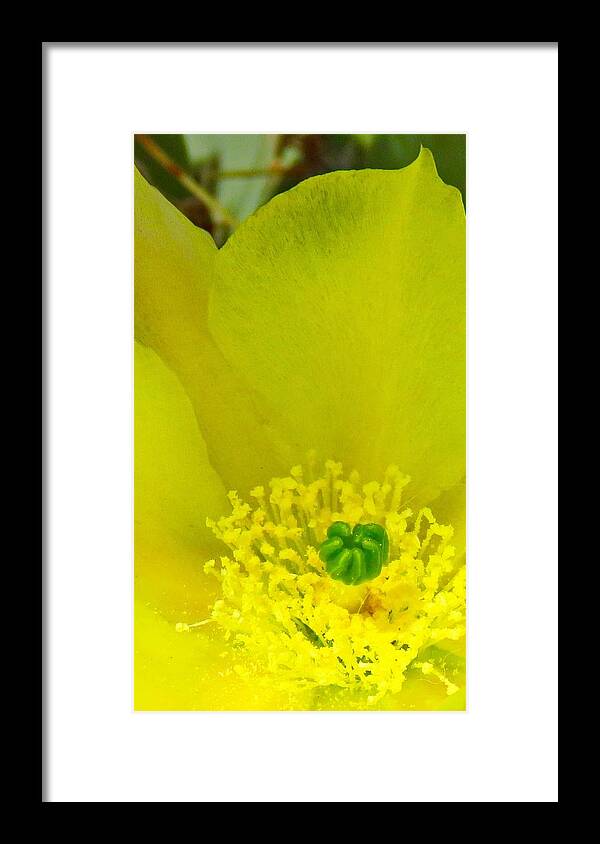  Arizona Framed Print featuring the photograph Yellow Bloom 1 - Prickly Pear Cactus by Judy Kennedy