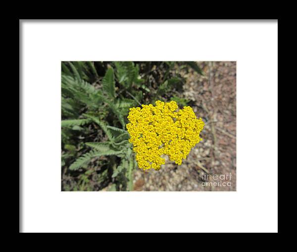 Yellow Framed Print featuring the photograph Yellow Bloom by Frederick Holiday