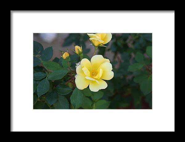 Flowers Framed Print featuring the photograph Yellow by Bret Worrell