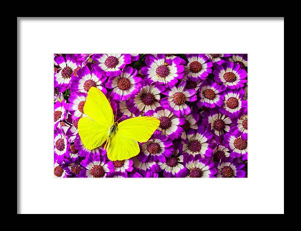 Pink Framed Print featuring the photograph Yellow Butterfly On Pericallis Flowers by Garry Gay