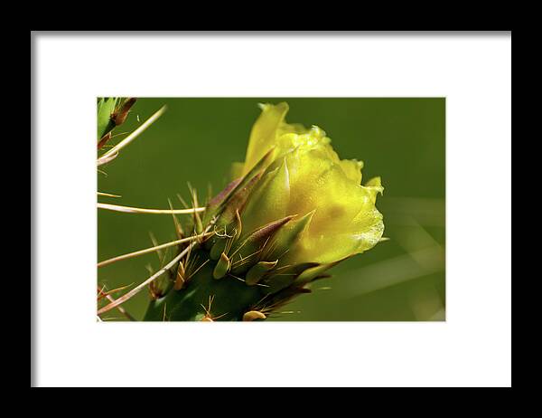 Yellow Framed Print featuring the photograph Yellow Cactus Flower by Douglas Killourie