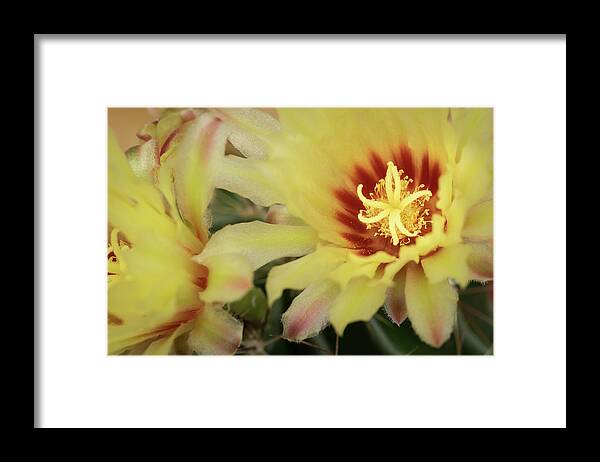 Blooming Flowers Framed Print featuring the photograph Yellow cactus plant flower by Michalakis Ppalis