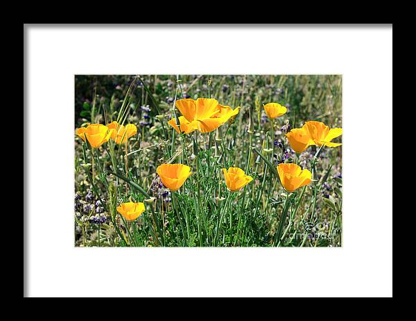 Poppy Framed Print featuring the photograph Yellow California Poppy by Gail Salituri