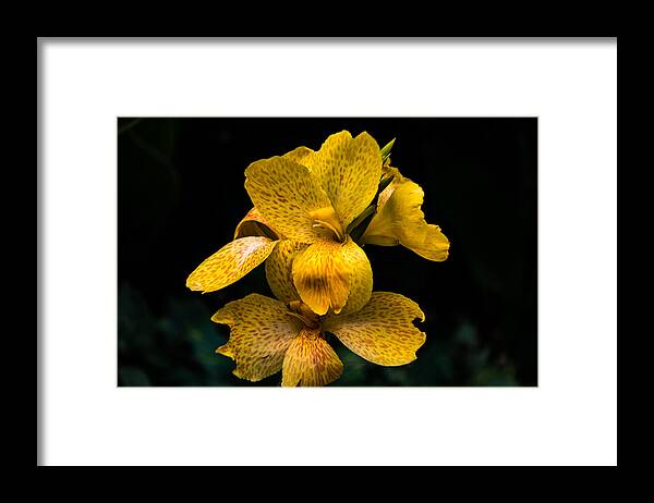 Jay Stockhaus Framed Print featuring the photograph Yellow Canna Lily by Jay Stockhaus