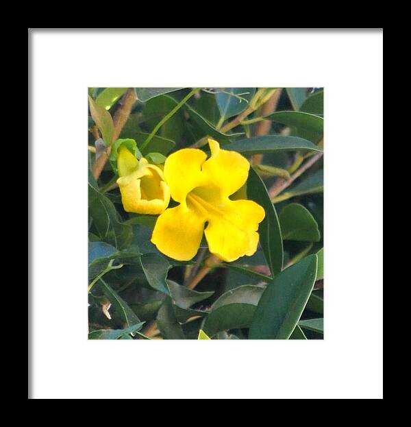 Garden Framed Print featuring the photograph Yellow Cat's Paw Vine by Jay Milo