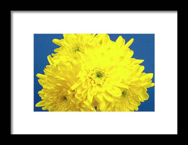 Chrysanthemum Framed Print featuring the photograph Yellow Chrysanthemums on a blue background. by John Paul Cullen