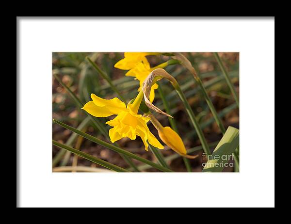 Daffodil Framed Print featuring the photograph Yellow Daffodils in the Springtime Sunshine by MM Anderson