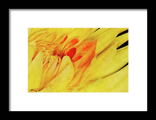 Yellow Framed Print featuring the photograph Yellow Dahlia by Winnie Chrzanowski