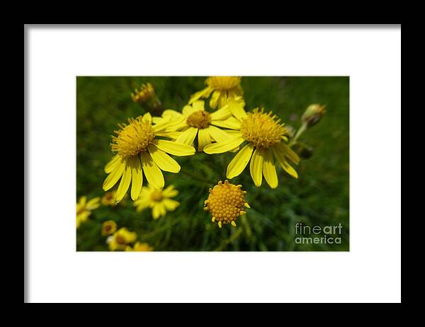 Beautiful Framed Print featuring the photograph Yellow Daisies 2 by Jean Bernard Roussilhe