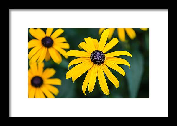  Framed Print featuring the photograph Yellow Daisy by David Downs