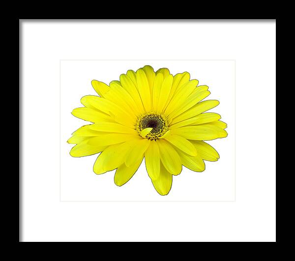 Yellow Framed Print featuring the photograph Yellow Daisy Flower by Delynn Addams by Delynn Addams