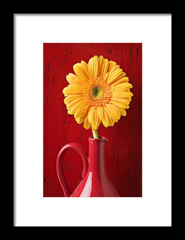 Daisy Framed Print featuring the photograph Yellow daisy in red vase by Garry Gay