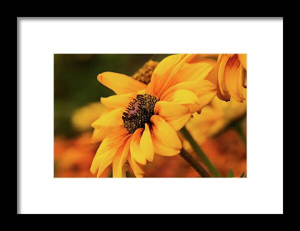 Orange Framed Print featuring the photograph Yellow Dark by Mary Jo Allen