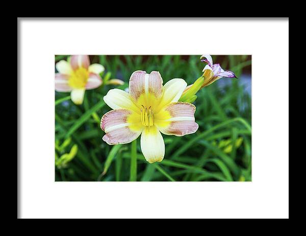Daylily Framed Print featuring the photograph Yellow Daylily by D K Wall