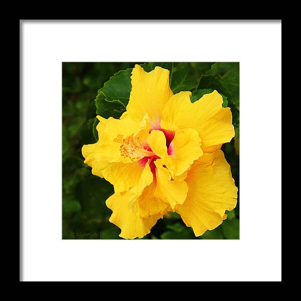 Hibiscus Framed Print featuring the photograph Yellow Double Hibiscus by Kerri Ligatich