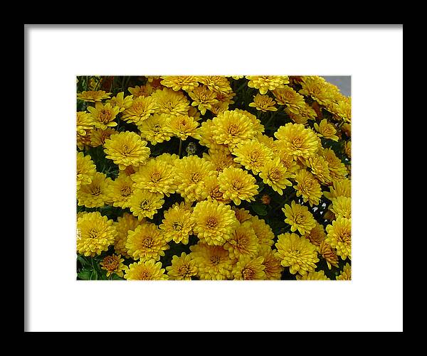 Yellow Framed Print featuring the photograph Yellow Fall by Shirley Heyn