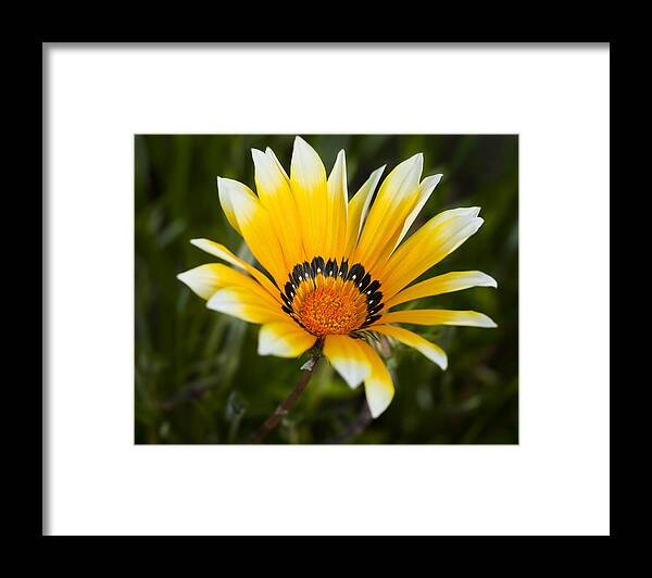 Flowers Framed Print featuring the photograph Yellow Fellow by Kelley King