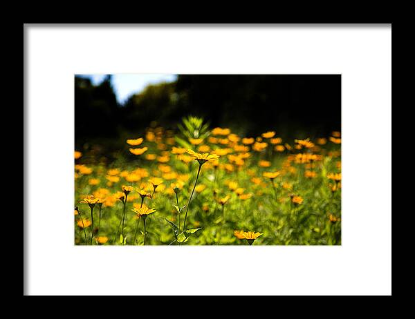 Coreopsis Framed Print featuring the photograph Yellow Field by Milena Ilieva