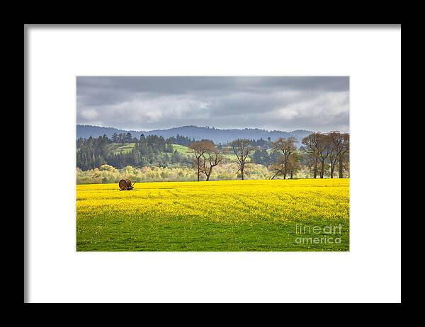 Eel River Framed Print featuring the photograph Yellow Fields Along The Eel River by Mark Alder