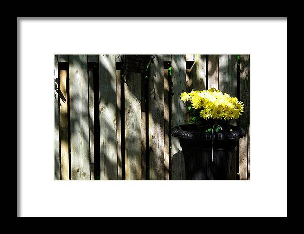 Flowers Framed Print featuring the photograph Yellow Flowers In a Black Flower Pot 2WC2 by Lyle Crump