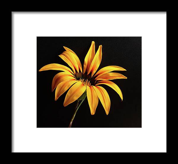 Flower Framed Print featuring the photograph Yellow Gazania Flower by Jeff Townsend
