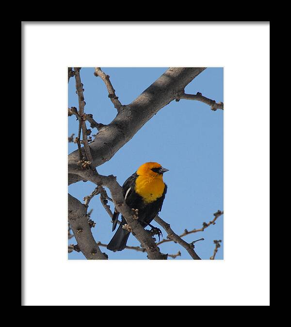 Yellow Headed Blackbird Framed Print featuring the photograph Yellow Headed Blackbird by Bill Hyde