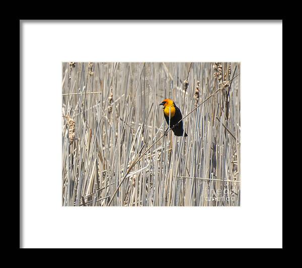 Yellow-headed Blackbird Framed Print featuring the photograph Yellow-headed Blackbird by Kathy M Krause