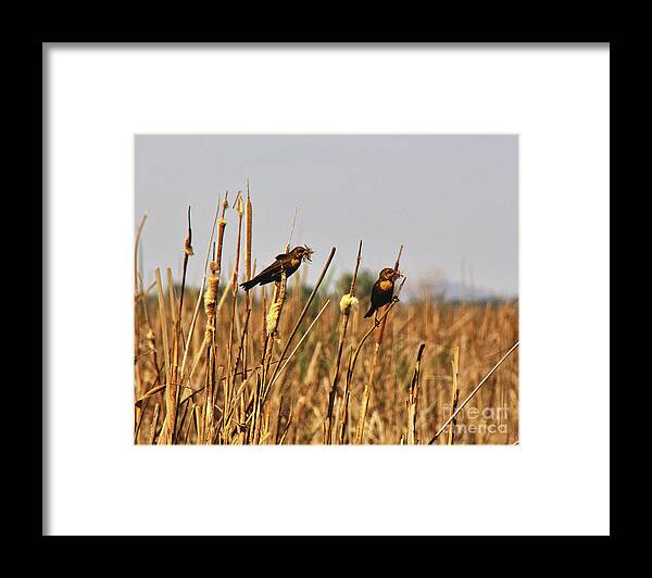 Beaks Framed Print featuring the photograph Yellow-Headed Female Blackbirds by Don Siebel