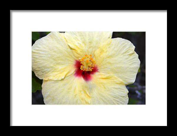 Flower Framed Print featuring the photograph Yellow Red Hibiscus 1 by Amy Fose