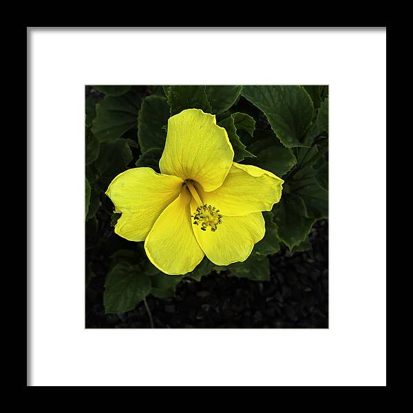 Design Framed Print featuring the photograph Yellow Hibiscus by Mark Myhaver