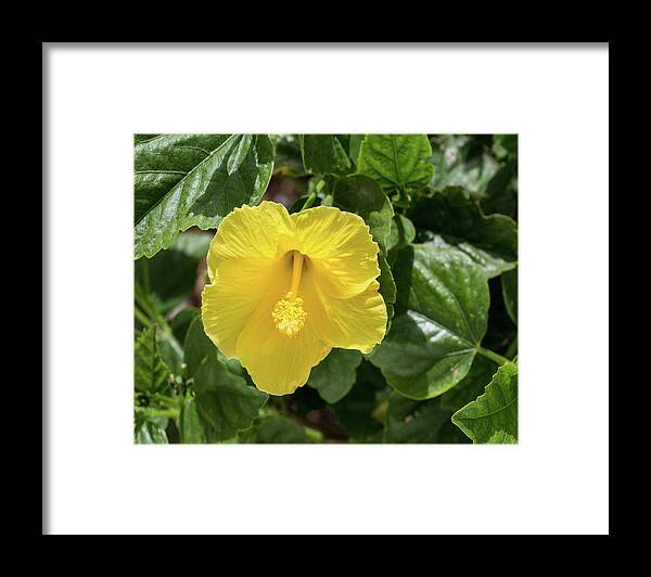 Floral Framed Print featuring the photograph Yellow Hibiscus by Thomas Whitehurst