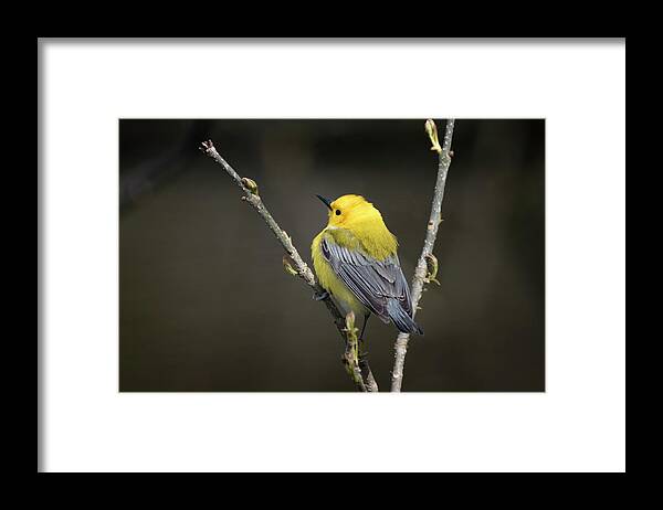 Canada Framed Print featuring the photograph Yellow Hood and Blue Cape by Gary Hall