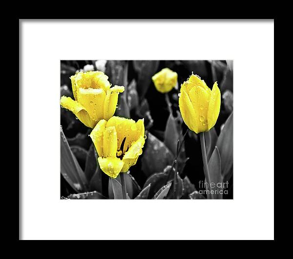 Tulips Framed Print featuring the photograph Yellow in Black and White by Steven Parker