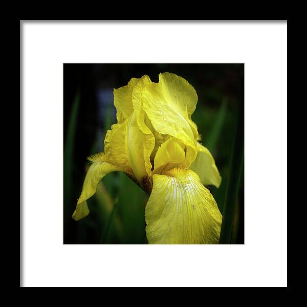Iris Framed Print featuring the photograph Yellow Iris by Greg and Chrystal Mimbs