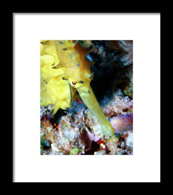 Jayakars Seahorse Framed Print featuring the photograph Yellow Jayakar's Seahorse, Red Sea, Israel 3 by Pauline Walsh Jacobson