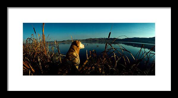 Photography Framed Print featuring the photograph Yellow Labrador Retriever by Panoramic Images